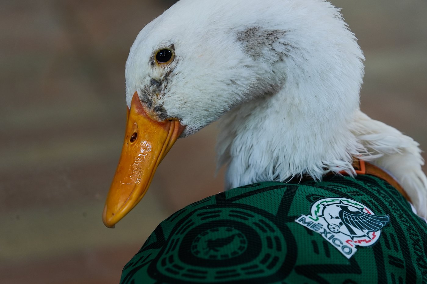Meet Merlin the duck, a Mexico City streetside regular turned World Cup mascot | iNFOnews.ca