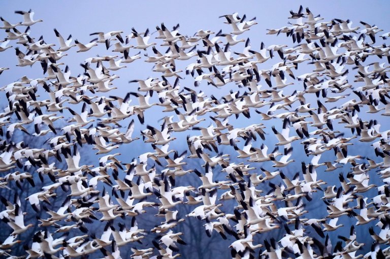 Snow geese take off for the Arctic in mesmerizing sunrise display | iNFOnews.ca