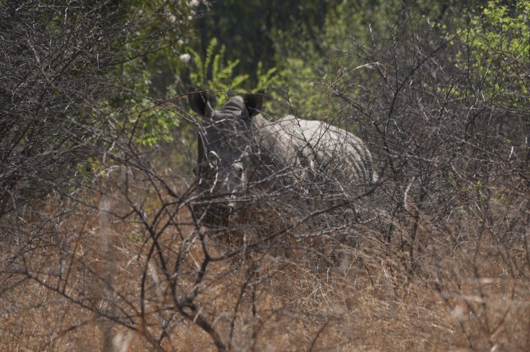 South Africa marks World Rhino Day as poaching slows but one still killed daily | iNFOnews.ca