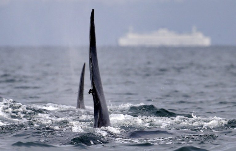 New southern resident killer whale calf spotted in waters near B.C. | iNFOnews.ca
