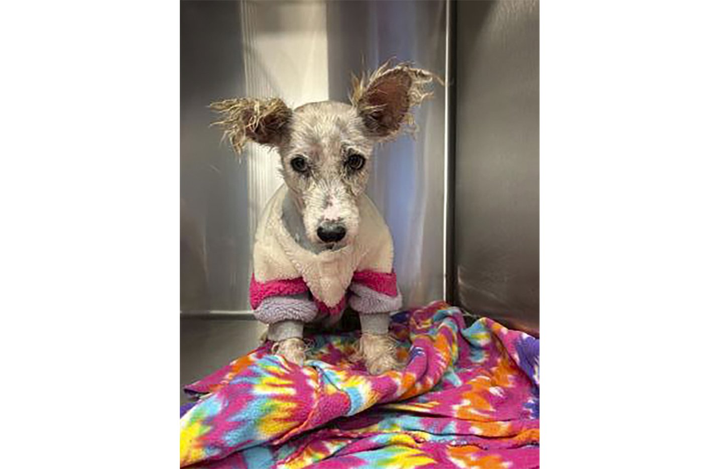 A fugitive gains fame in New Orleans eluding dart guns and nets | iNFOnews.ca