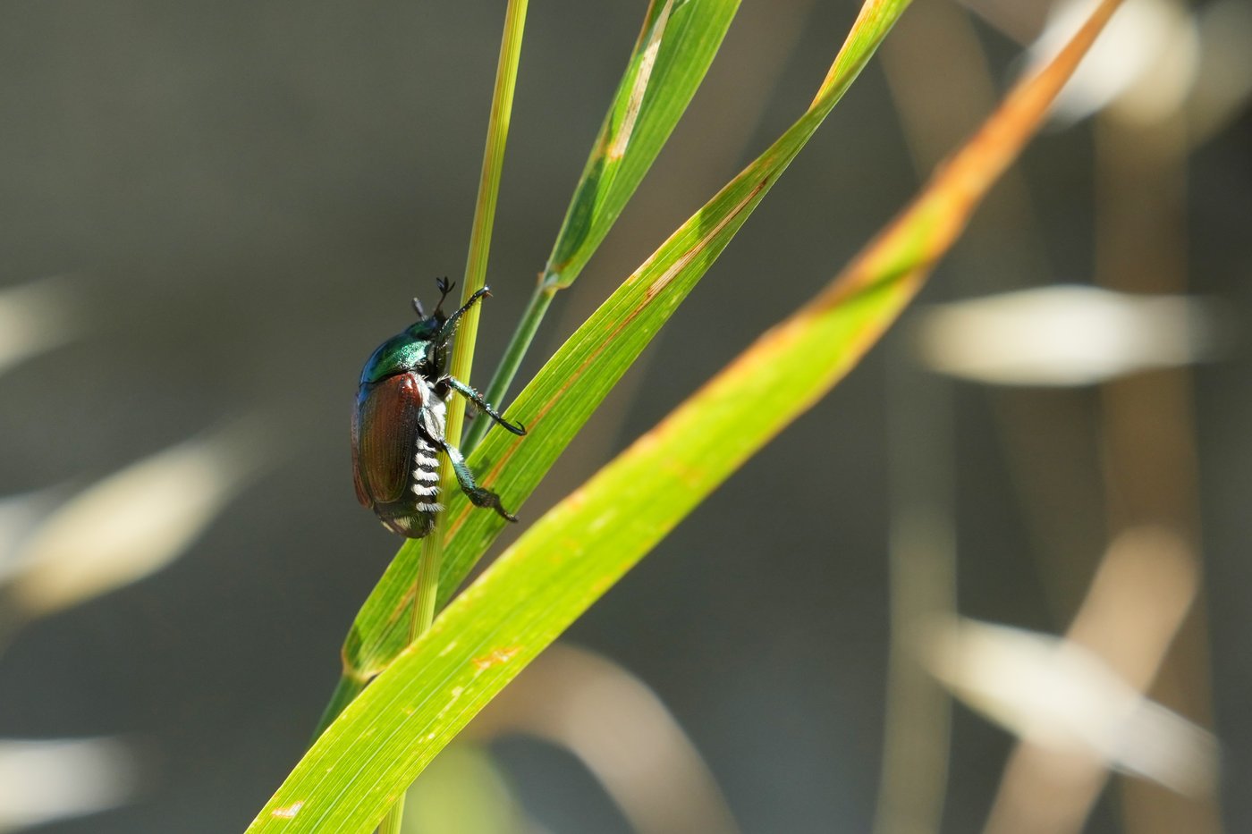 Japanese beetle advances through northern Italy's vineyards and orchards, frustrating farmers | iNFOnews.ca