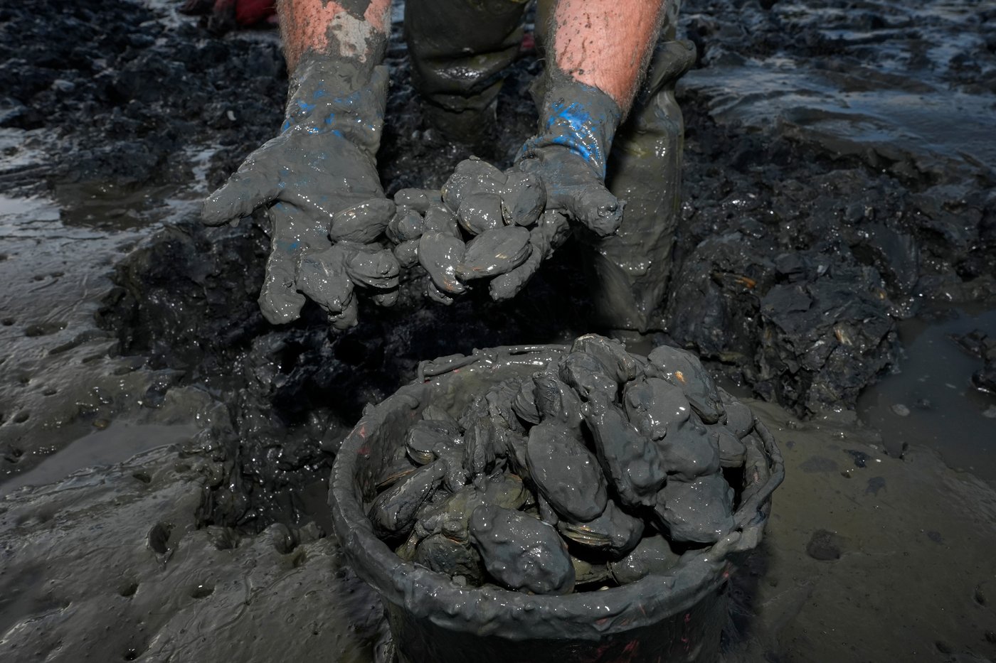 Invasive green crabs are bad for the environment, so New Englanders are starting to eat more of them | iNwine