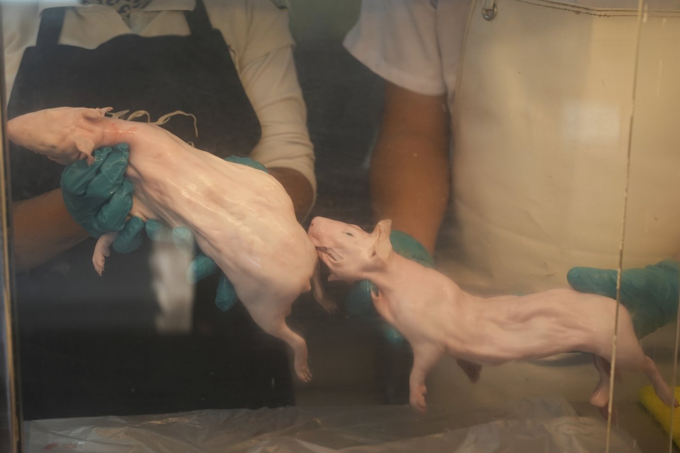Peru celebrates 2 decades of a fast-growing breed of guinea pigs eaten as a delicacy | iNFOnews.ca