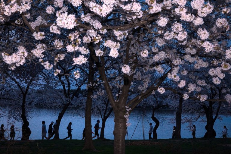 Washington’s cherry blossoms hit peak bloom, sending a fleeting burst of pink across the capital | iNFOnews.ca