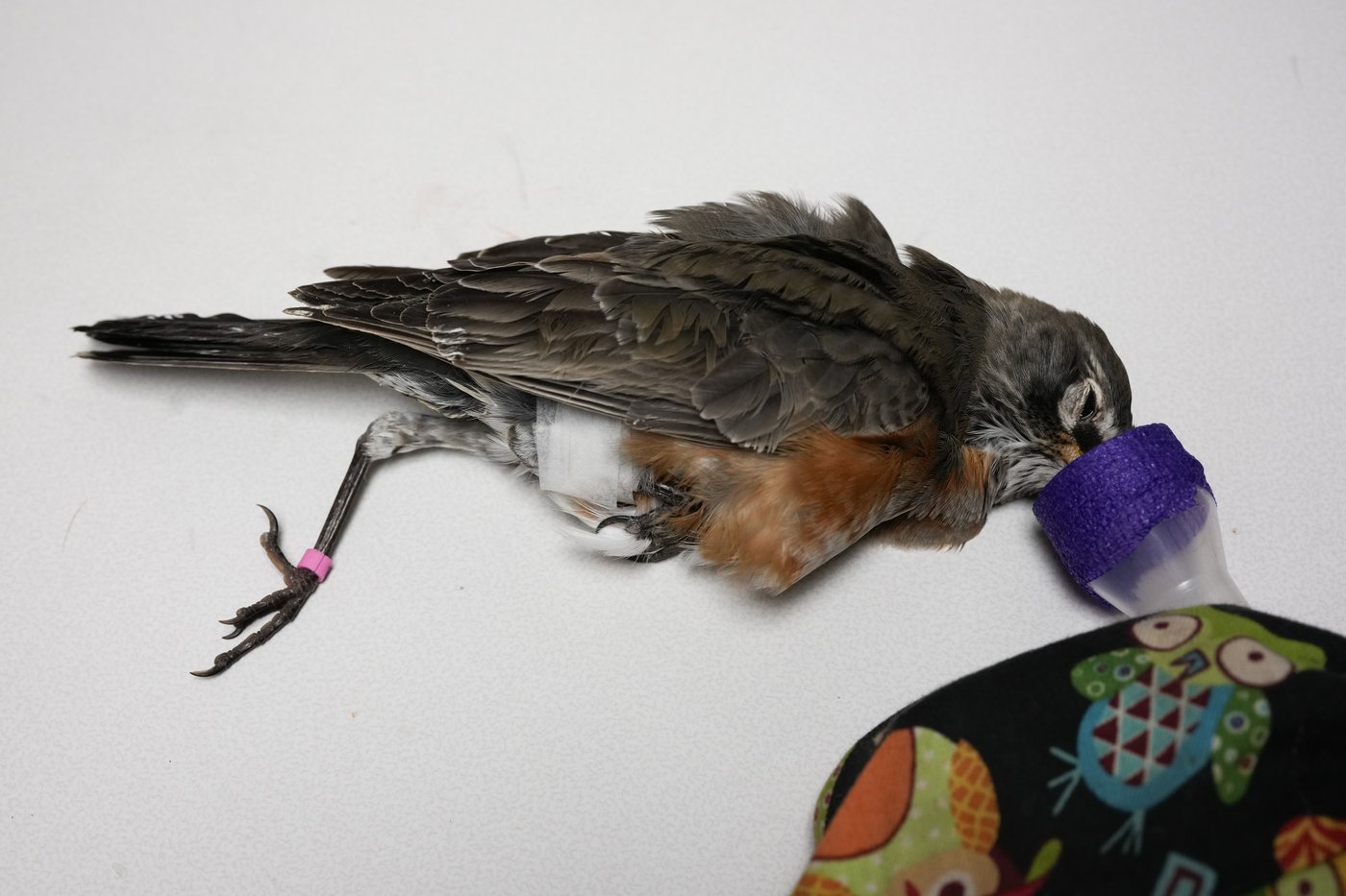 Avian enthusiasts try to counter the deadly risk of Chicago high-rises for migrating birds | iNFOnews.ca