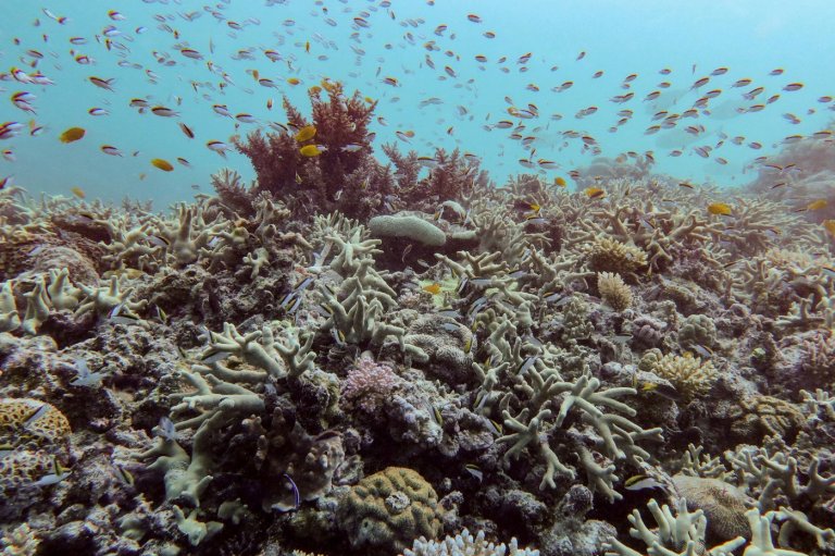 Almost all coral reef ecosystems face risk of collapse in 50 years, study warns | iNFOnews.ca