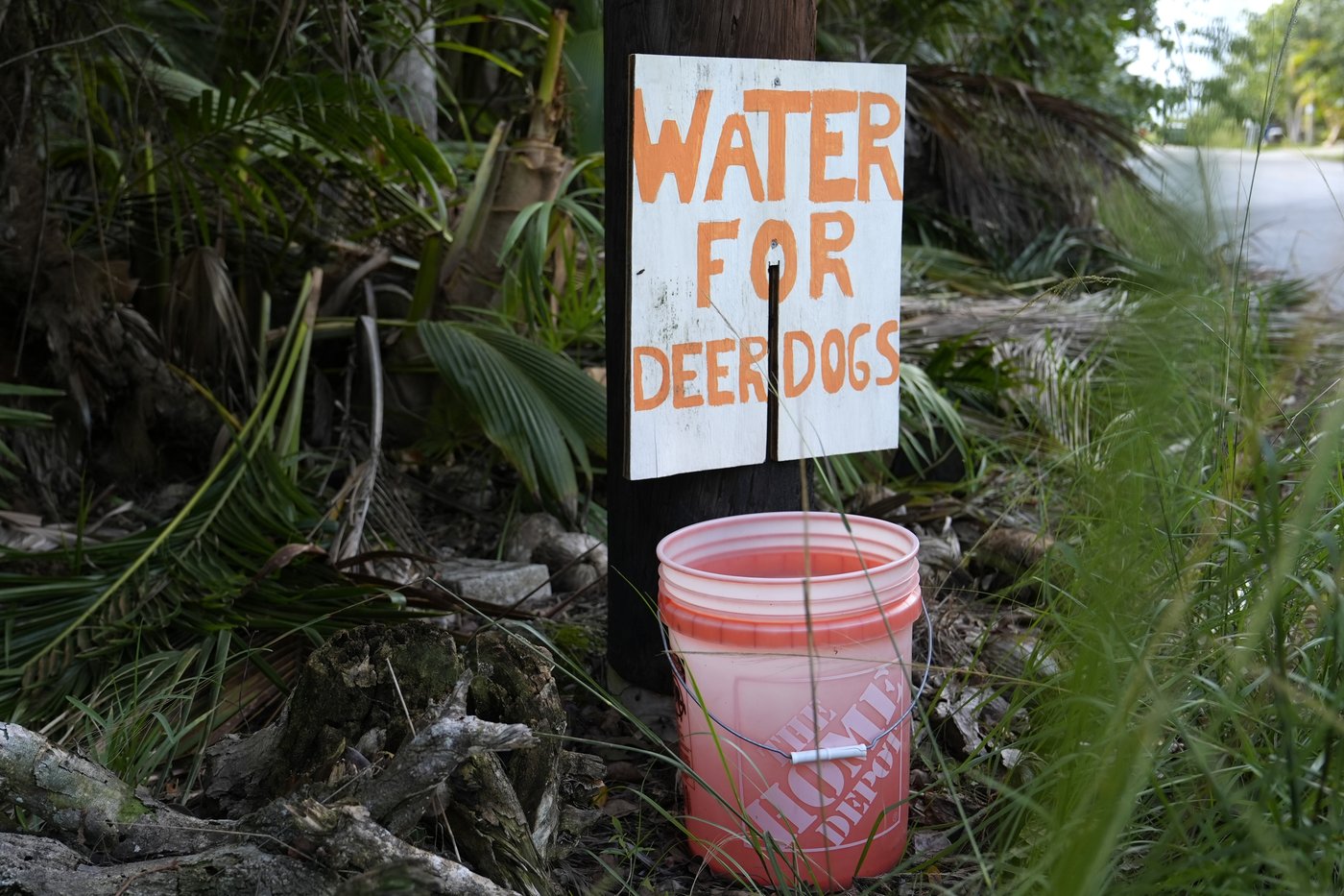 Florida’s iconic Key deer face an uncertain future as seas rise | iNFOnews.ca