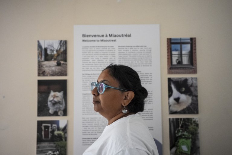 Montreal's Le Miaousée wants to become Canada's first permanent cat museum | iNFOnews.ca