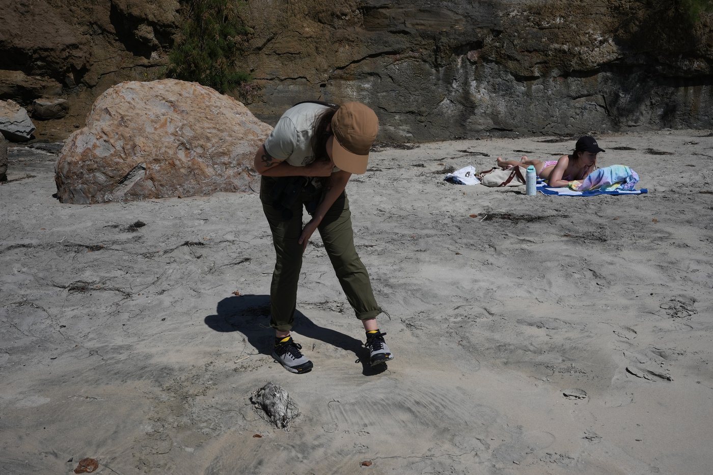 A marine heat wave caused seabird deaths off California. El Nino could worsen the die-off | iNFOnews.ca