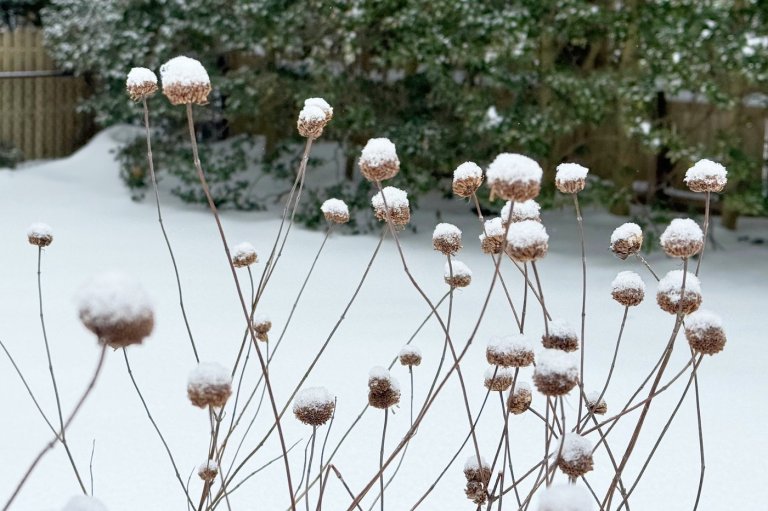 Snow protects your garden beds like winter mulch. Trees might need some help though | iNFOnews.ca