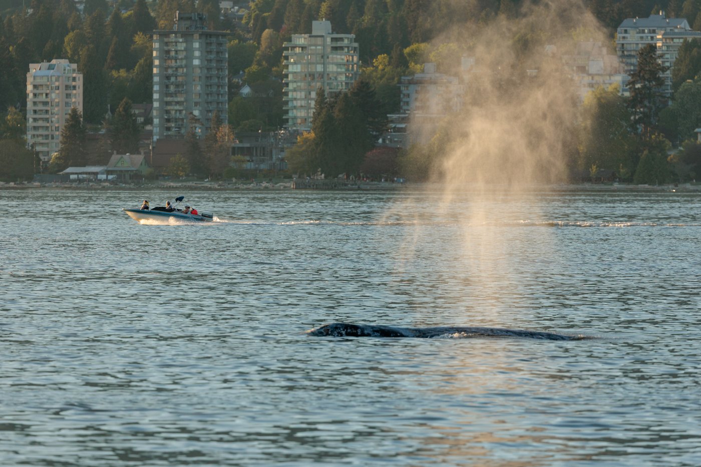 Whale in Vancouver Sea-Doo crash seen feeding, in good condition, next day: officials | iNFOnews.ca