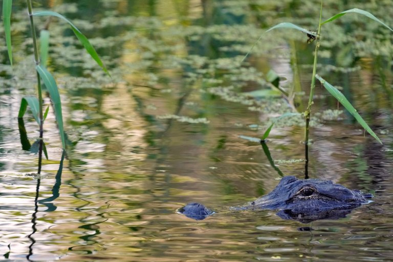 Fisherman, 71, attacked and killed by 12-foot alligator alongside Florida lake | iNFOnews.ca