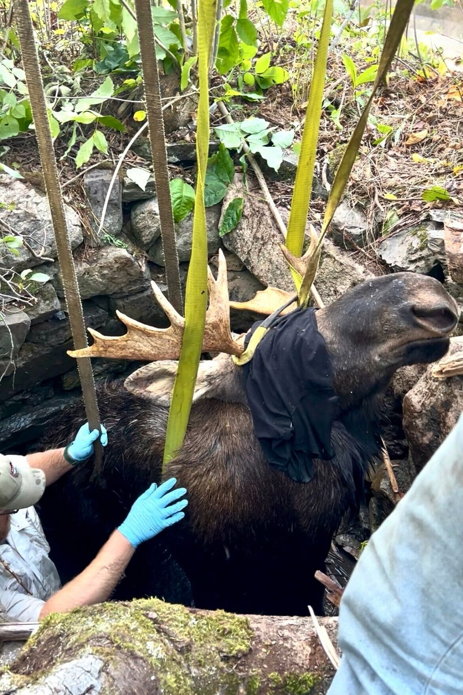 Maine wardens rescue moose trapped for hours in abandoned well | iNFOnews.ca Maine wardens rescue moose trapped for hours in abandoned well | iNFOnews.ca