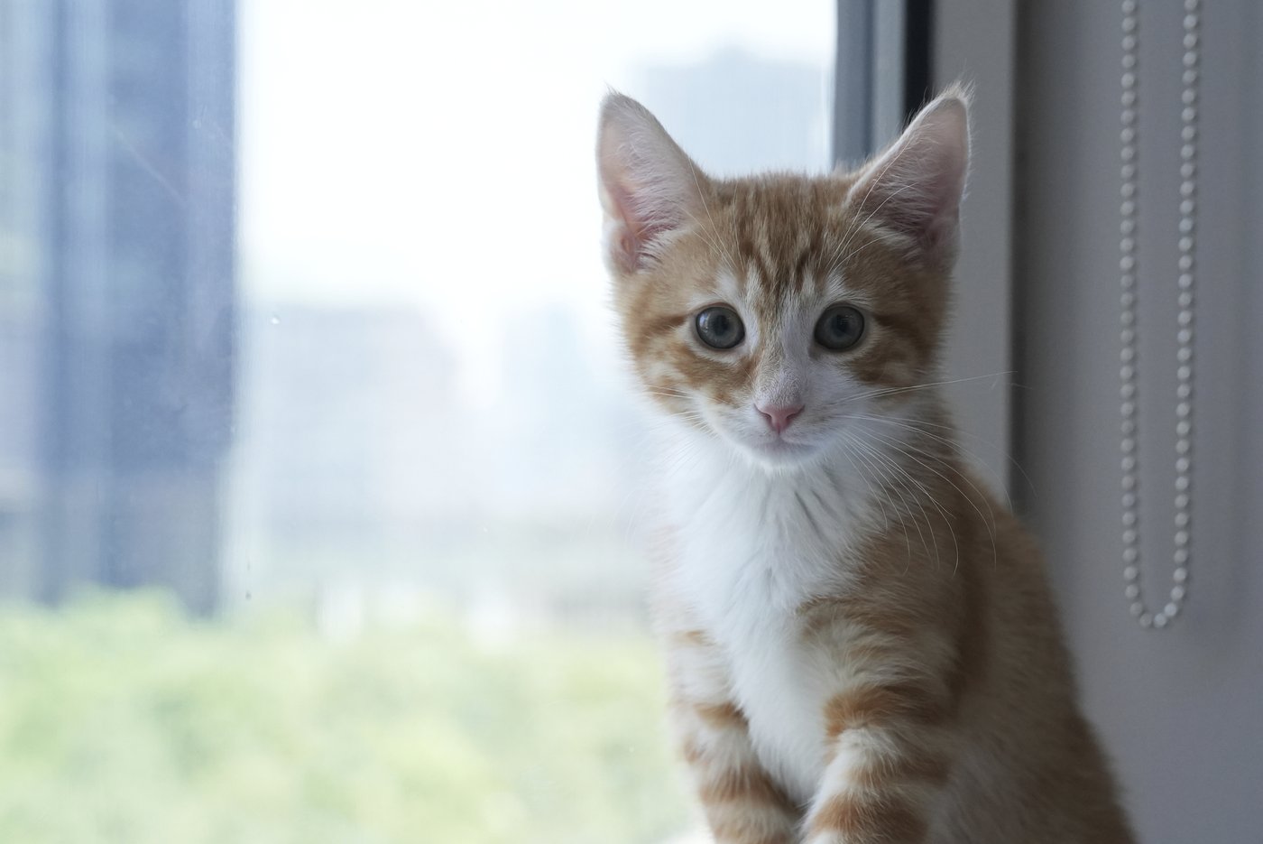 Welcome to kitten season, when animal shelters need all the help they can get | iNFOnews.ca