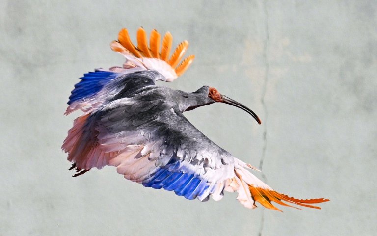 8 crested ibises released in Japan decades after extinction | iNFOnews.ca