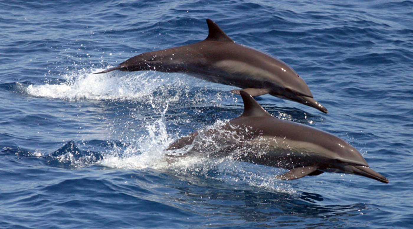 B.C. man in close encounter with dolphin pod while shooting video with watercraft | iNFOnews.ca B.C. man in close encounter with dolphin pod while shooting video with watercraft | iNFOnews.ca