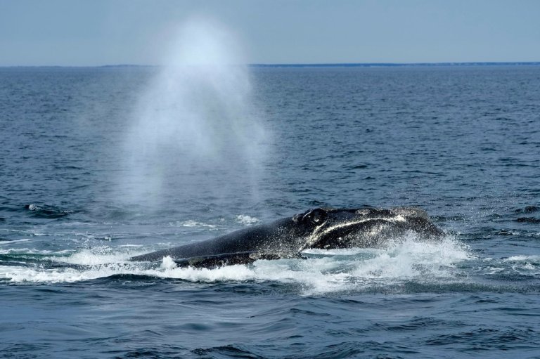 US ocean regulator faces criticism over changes to right whale protection rule | iNFOnews.ca