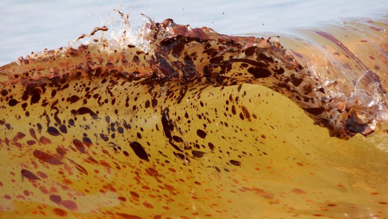Marine life dramatically declined in Gulf of Mexico in years after BP oil spill, study finds | iNFOnews.ca