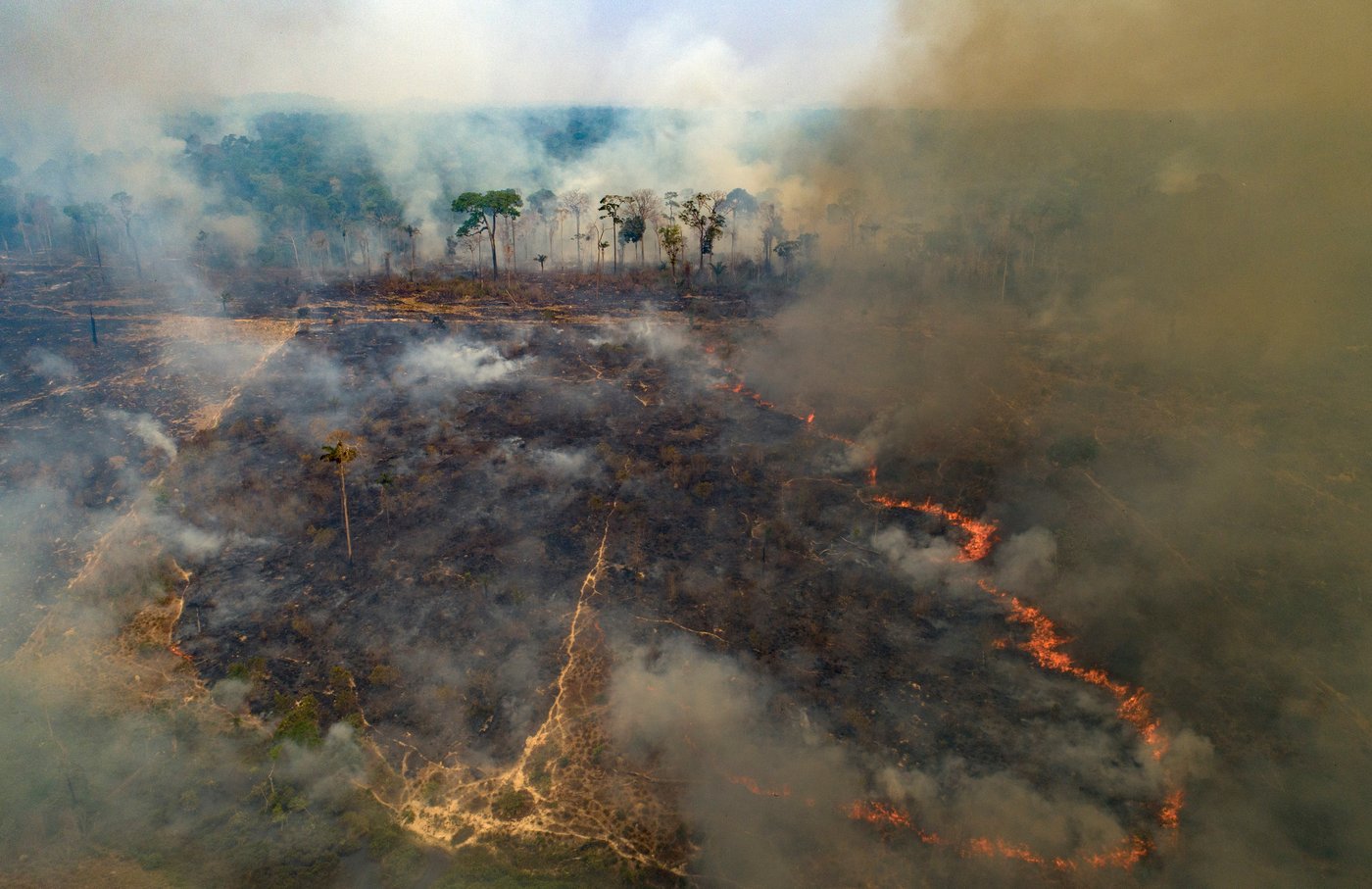 Despite gains combating deforestation in Brazil's Amazon, forest degradation is a looming threat | iNFOnews.ca Despite gains combating deforestation in Brazil's Amazon, forest degradation is a looming threat | iNFOnews.ca