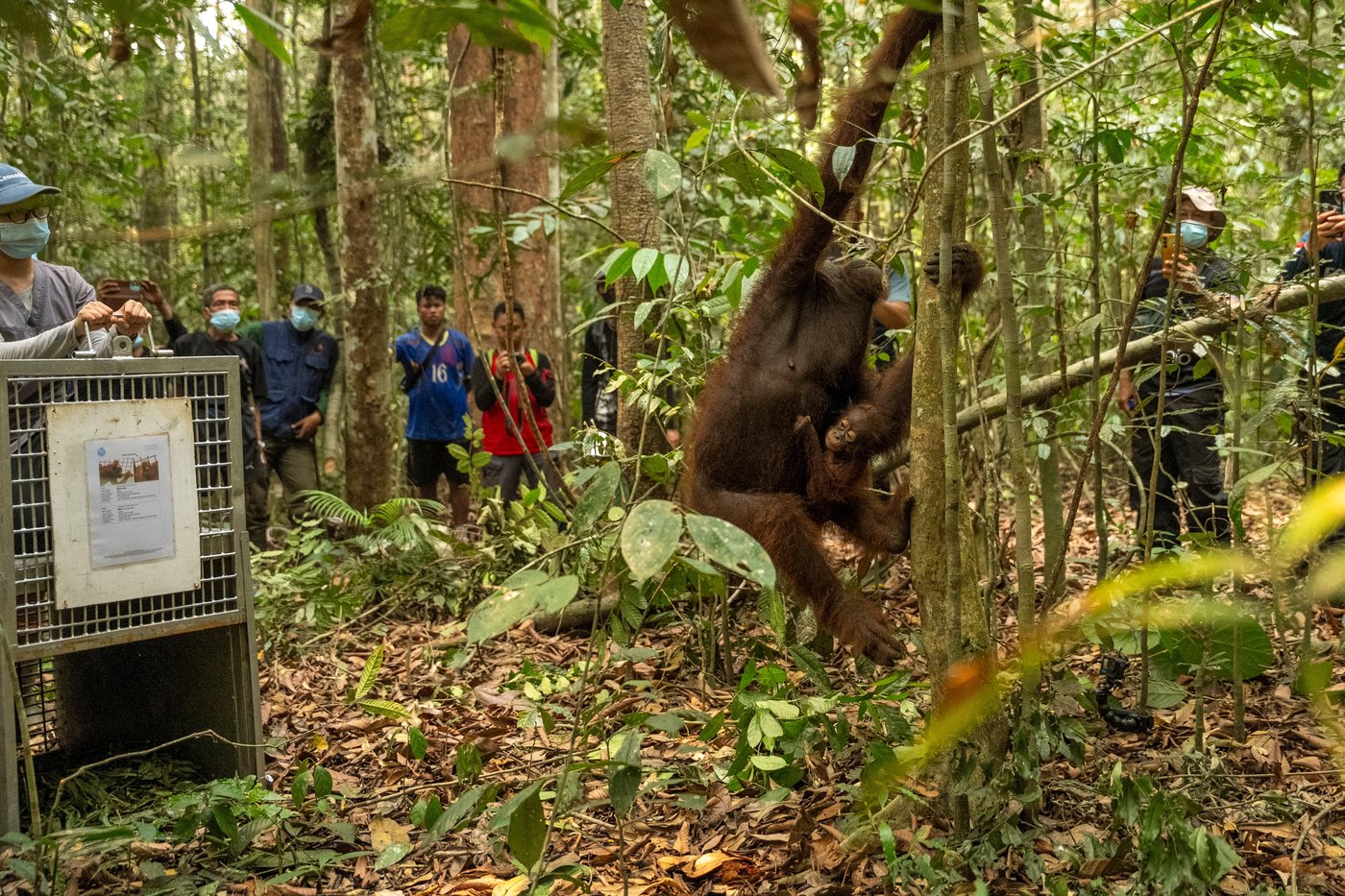Indonesia relocates 8 orangutans into protected forest after rescue from wildfires | iNFOnews.ca
