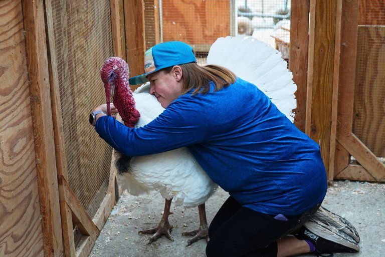 Looking for an alternative Thanksgiving? Try 'adopting' a turkey | iNFOnews.ca