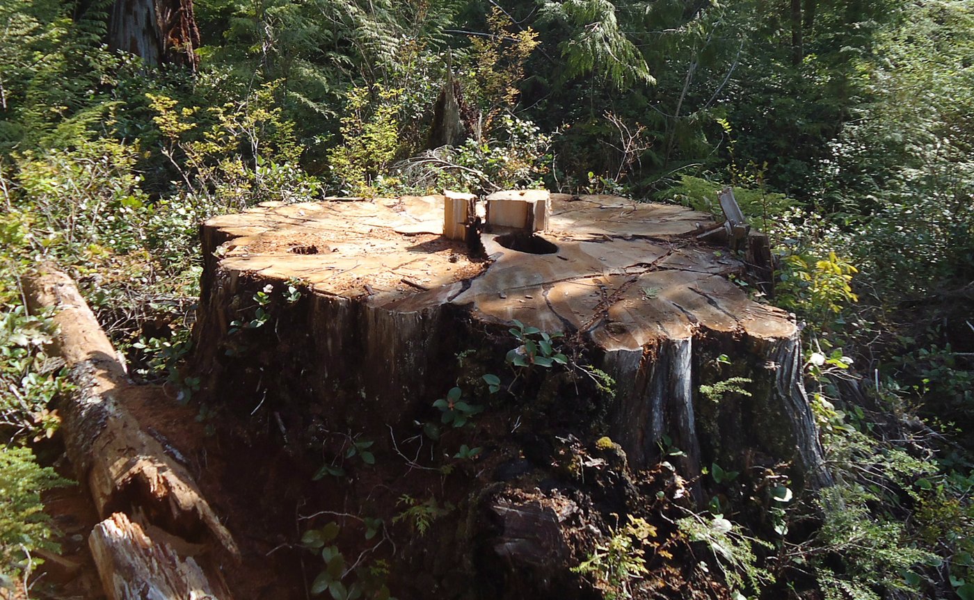 Court says hundreds of Walbran Valley trees 'spiked' as blockade injunction extended | iNFOnews.ca Court says hundreds of Walbran Valley trees 'spiked' as blockade injunction extended | iNFOnews.ca