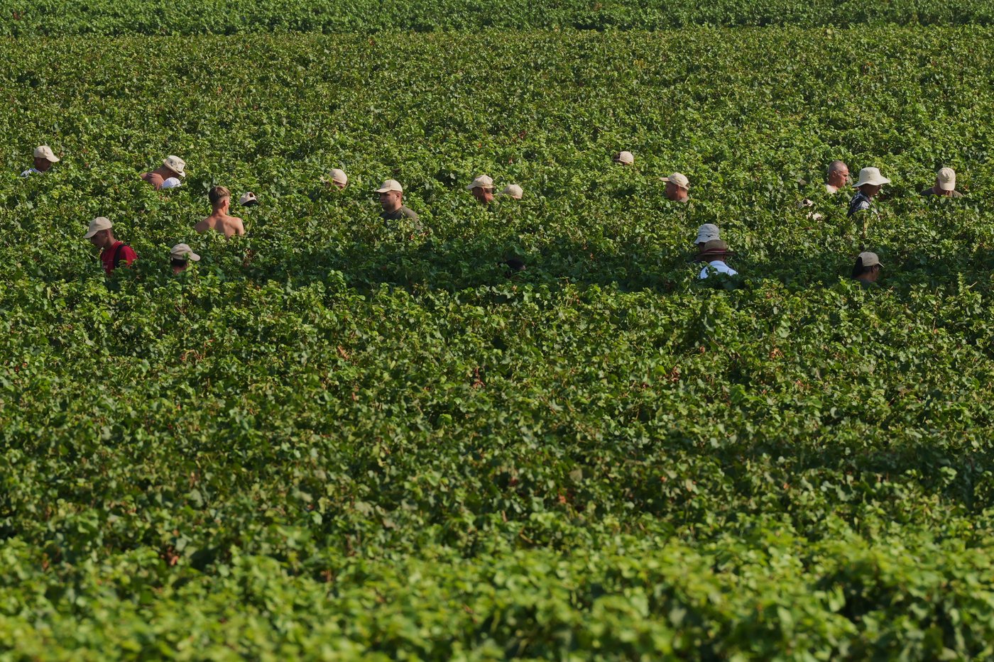 Photos show Italian winemakers harvesting grapes earlier due to extreme heat | iNwine