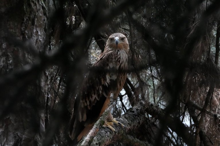 Feliks the eagle is back home in Serbia after a kidnap ordeal in the Middle East | iNFOnews.ca
