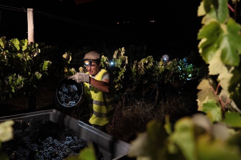 In Portugal, the cool of the night is when some vineyards harvest grapes | iNFOnews.ca