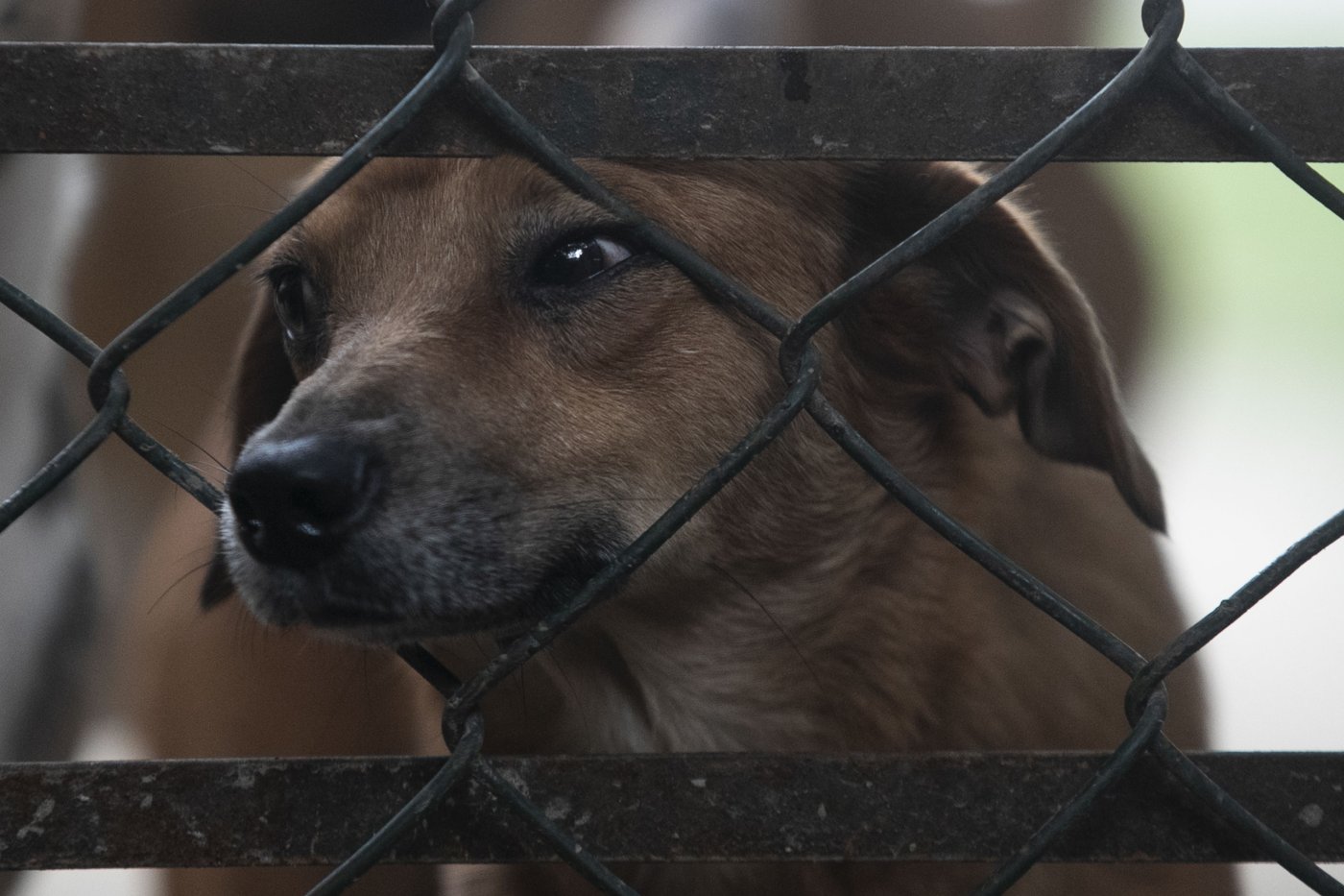 These Brazilian caramel-colored stray dogs were long overlooked. Now, they're having a major moment | iNFOnews.ca