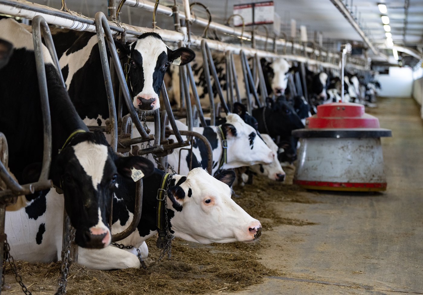 Amid U.S. tariff threats, a fight may be brewing over Canadian supply management | iNFOnews.ca