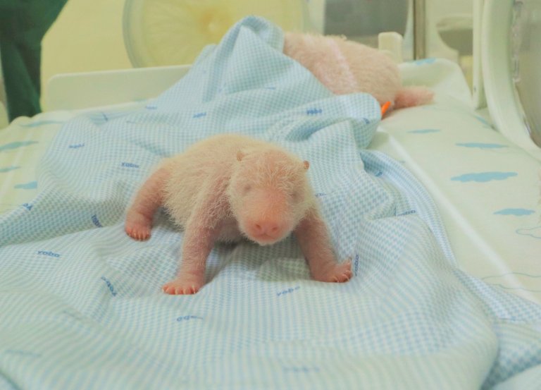 Java island zoo releases photos of the first panda cub born in Indonesia | iNFOnews.ca