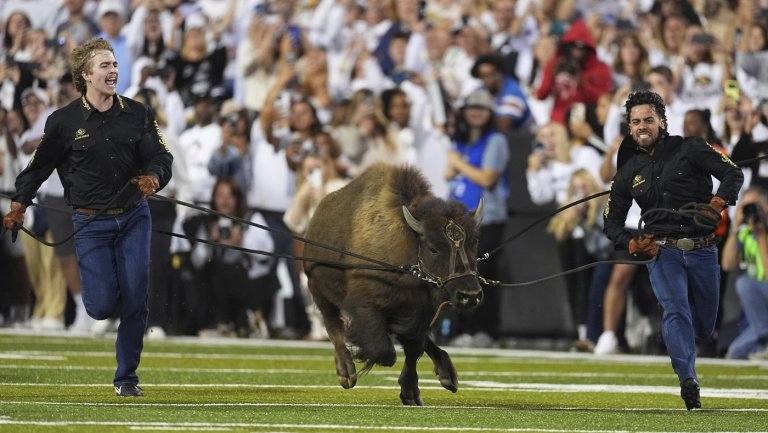 Colorado's live mascot Ralphie VII makes her debut at Folsom Field in front of cheering crowd | iNFOnews.ca