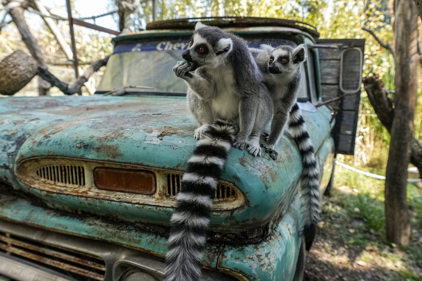 PHOTO COLLECTION: Animals Around the World | iNFOnews.ca PHOTO COLLECTION: Animals Around the World | iNFOnews.ca