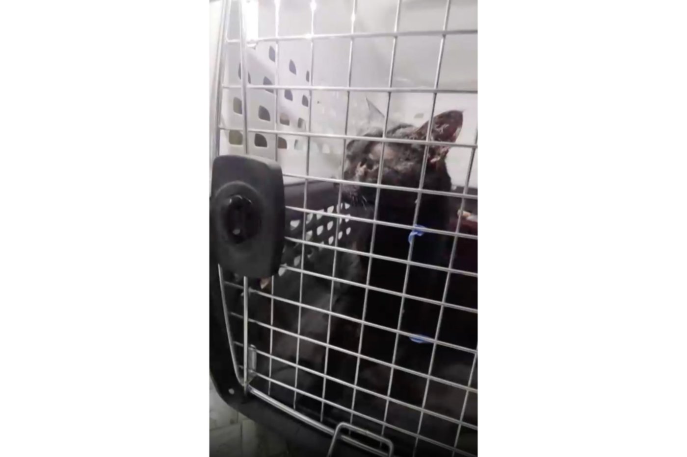 'Catman' to the rescue, as man pulls stuck Long Island pet to safety after long ordeal | iNFOnews.ca 'Catman' to the rescue, as man pulls stuck Long Island pet to safety after long ordeal | iNFOnews.ca
