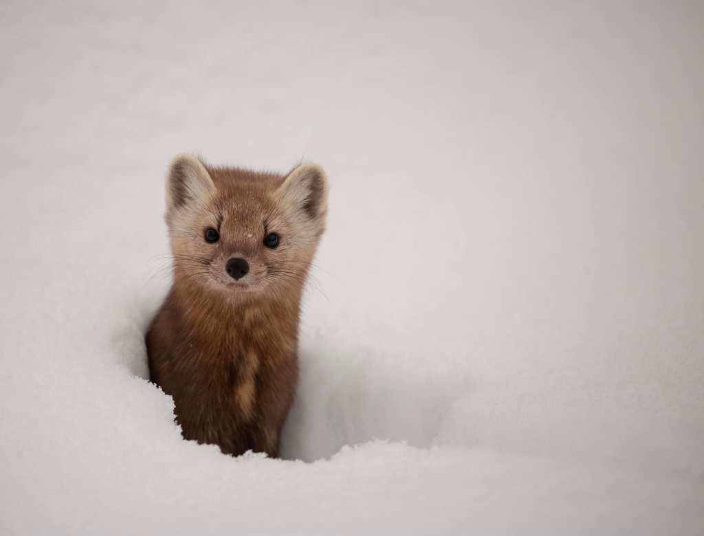 iN PHOTOS: Elusive pine marten caught on camera in North Okanagan forest | iNFOnews.ca