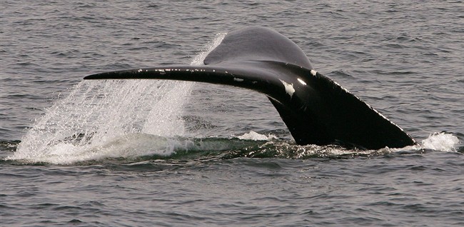 Energy East pipeline would stress whales: Conservation Council of New Brunswick | iNFOnews.ca CP34251482