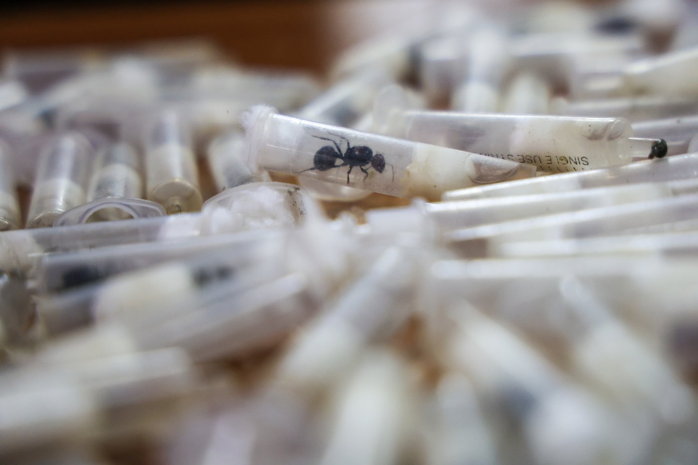 2 men found with hundreds of ants are charged with illegally dealing in wildlife in Kenya | iNFOnews.ca
