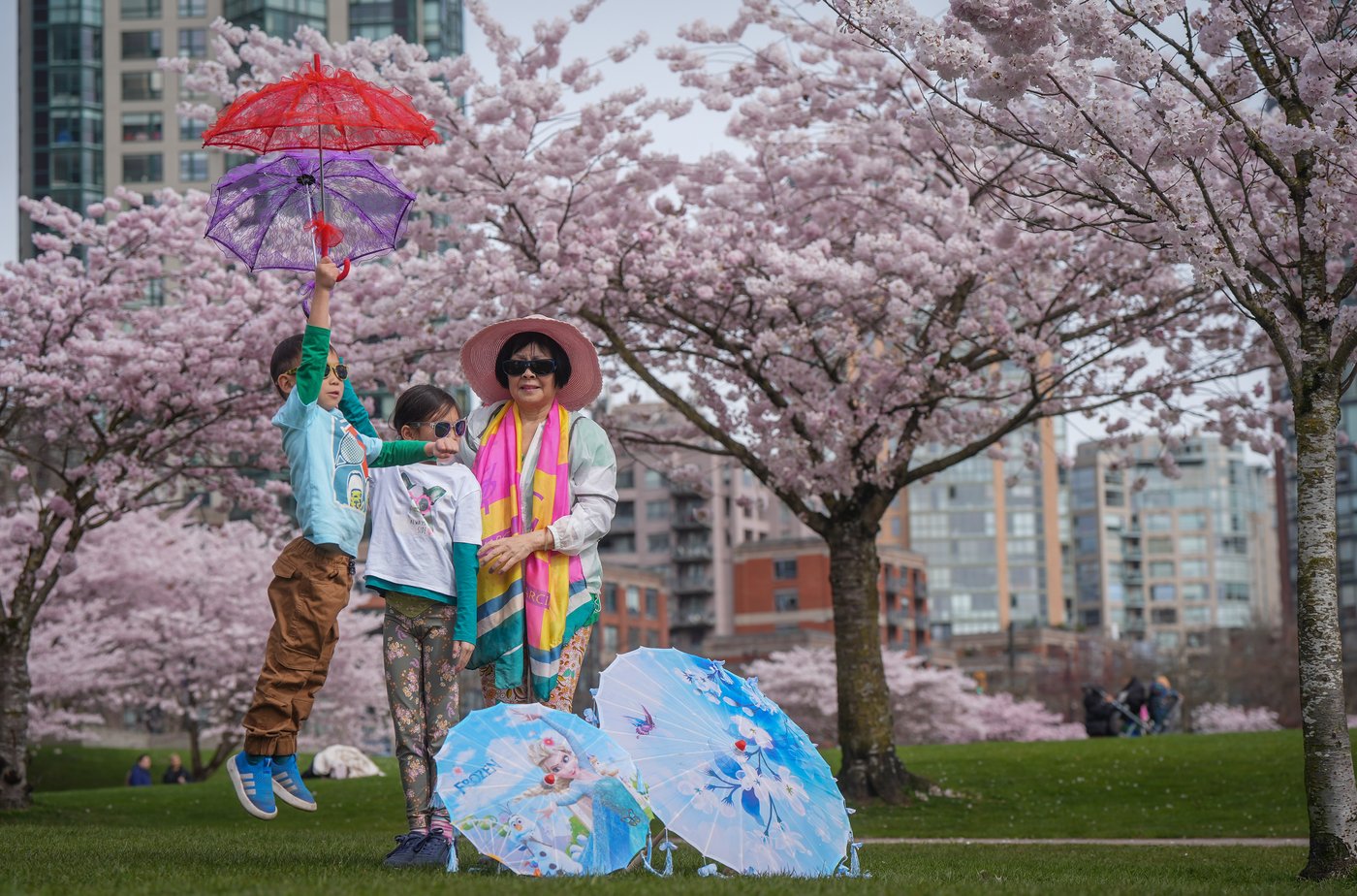 Photo Gallery: Vancouver's famous cherry blossoms out in full bloom | iNFOnews.ca