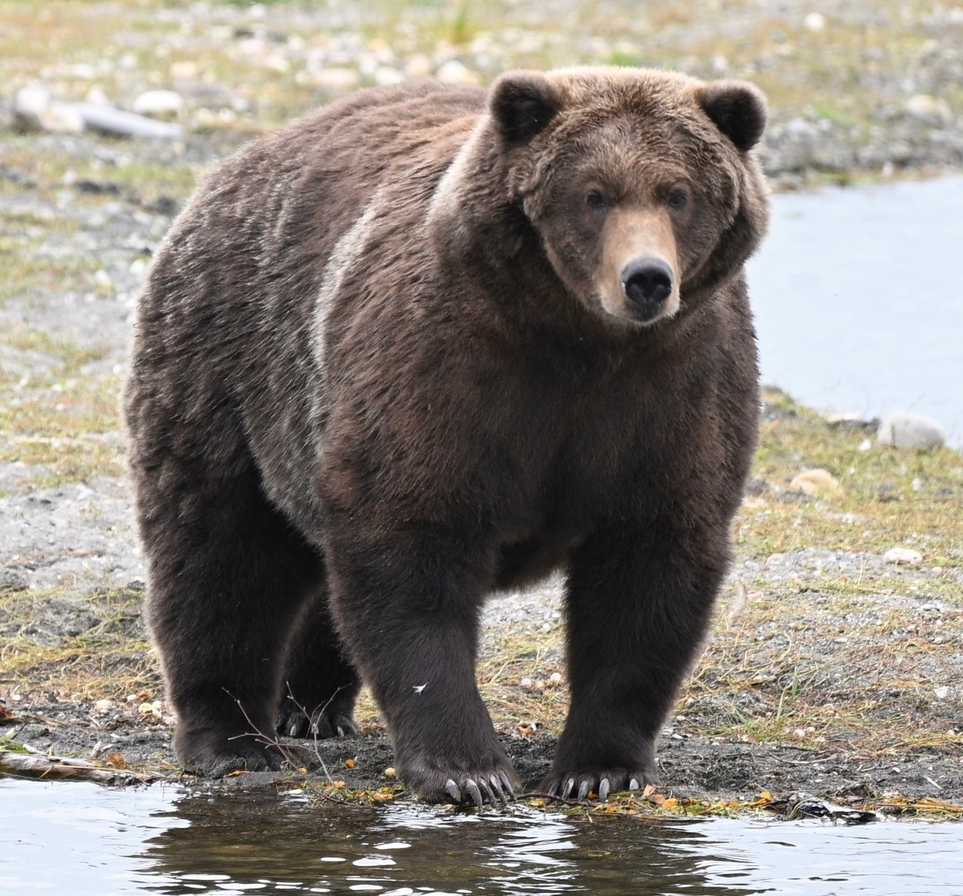 Gentle giant Backpack declared winner of Alaska's Fat Bear Week | iNFOnews.ca Gentle giant Backpack declared winner of Alaska's Fat Bear Week | iNFOnews.ca