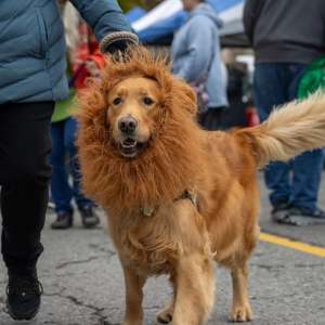 Halloween dog costume comes back to Kamloops for another spooky competition | Photo credit: Kamloops Ruff Start Rescue Society