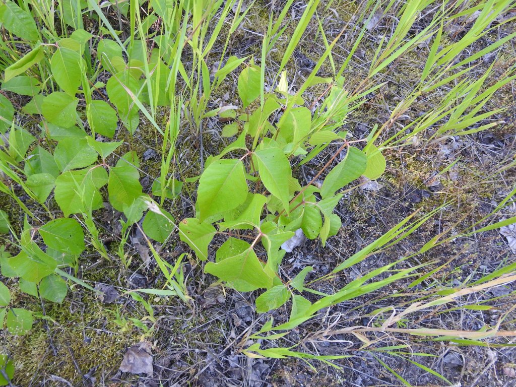 iN PHOTOS: 5 toxic plants to watch out for in Thompson-Okanagan | iNFOnews.ca