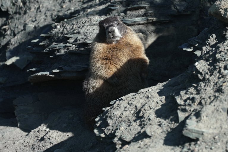 Move over bears. Fat Marmot Week puts a spotlight on the alpine rodents | iNFOnews.ca