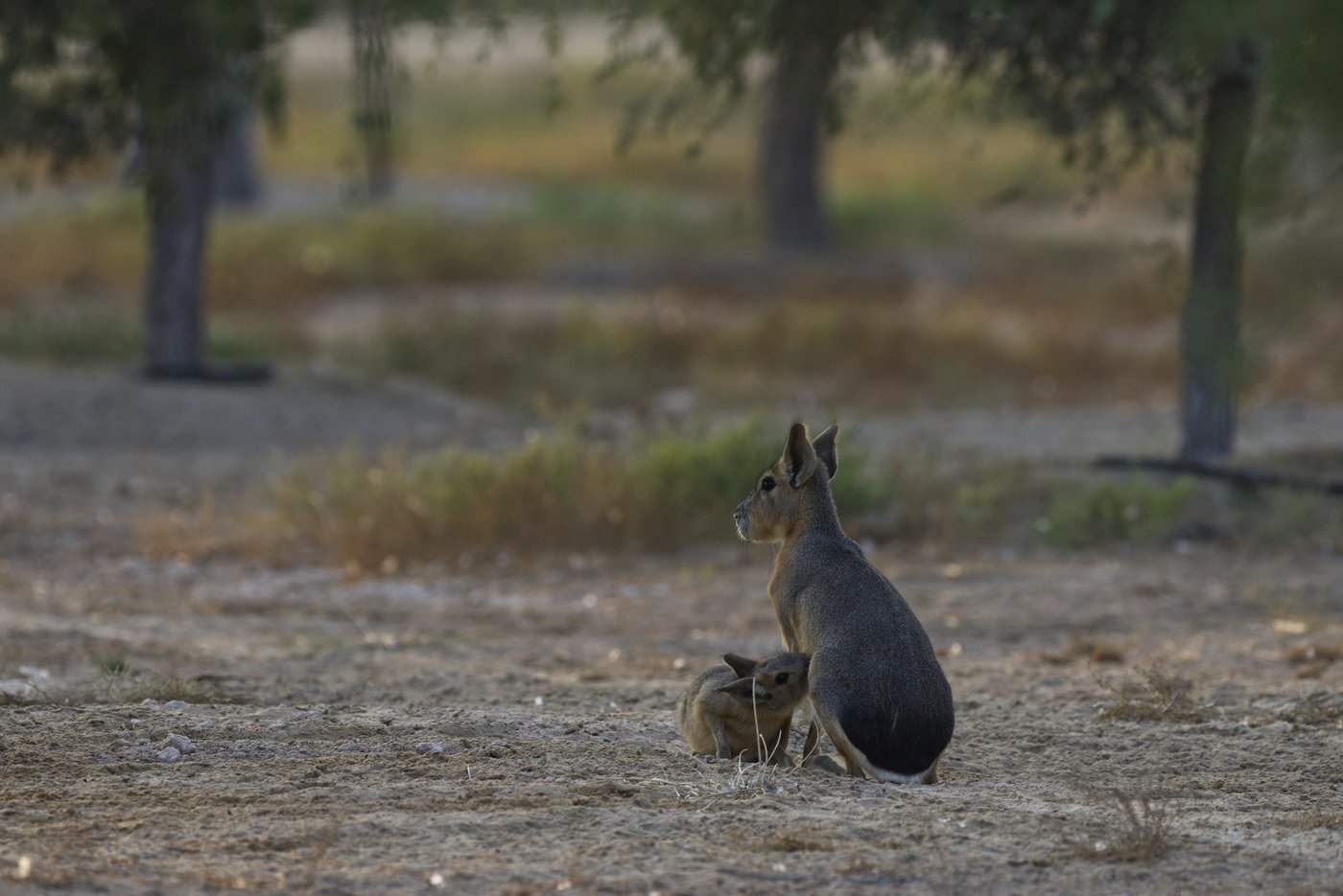 A desert oasis outside of Dubai draws a new caravan: A family of rodents from Argentina | iNFOnews.ca