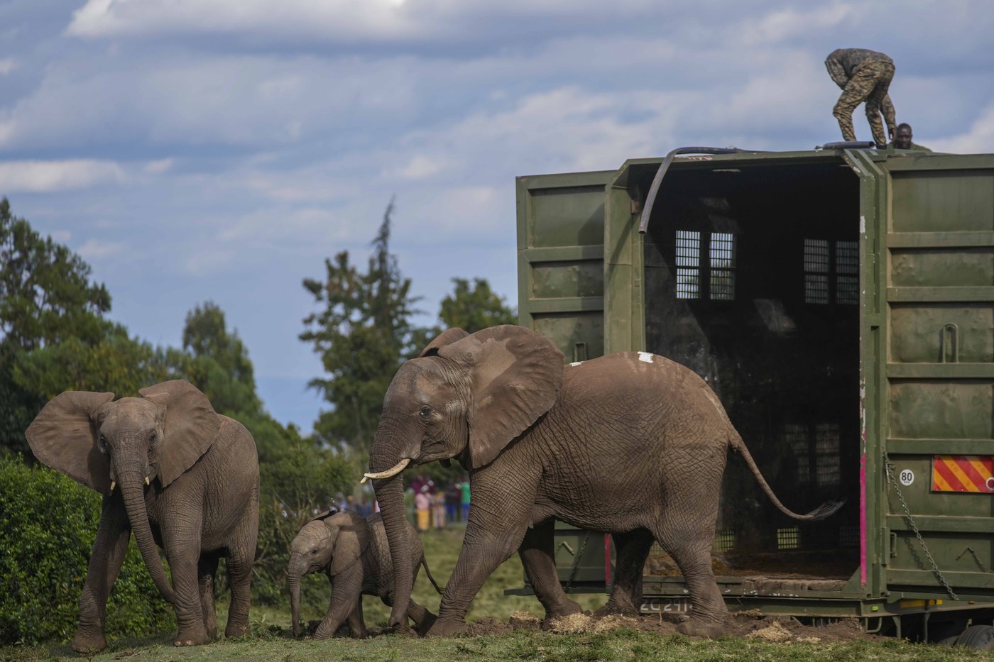 Kenya moves 50 elephants to a larger park, says it's a sign poaching is low | iNFOnews.ca Kenya moves 50 elephants to a larger park, says it's a sign poaching is low | iNFOnews.ca