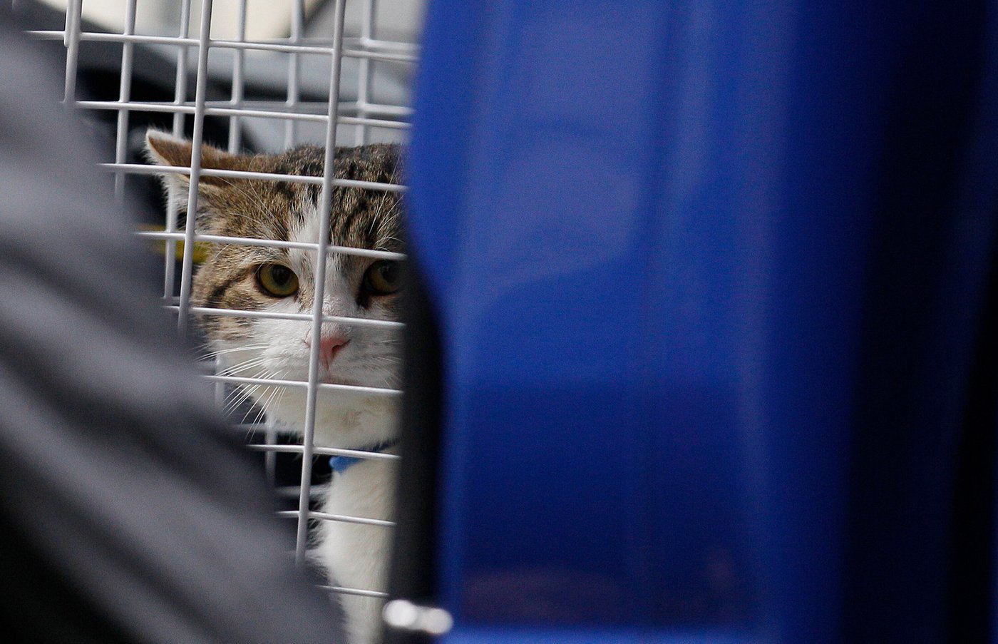 Larry the cat, Britain's Chief Mouser at 10 Downing Street for 15 years, in photos | iNFOnews.ca