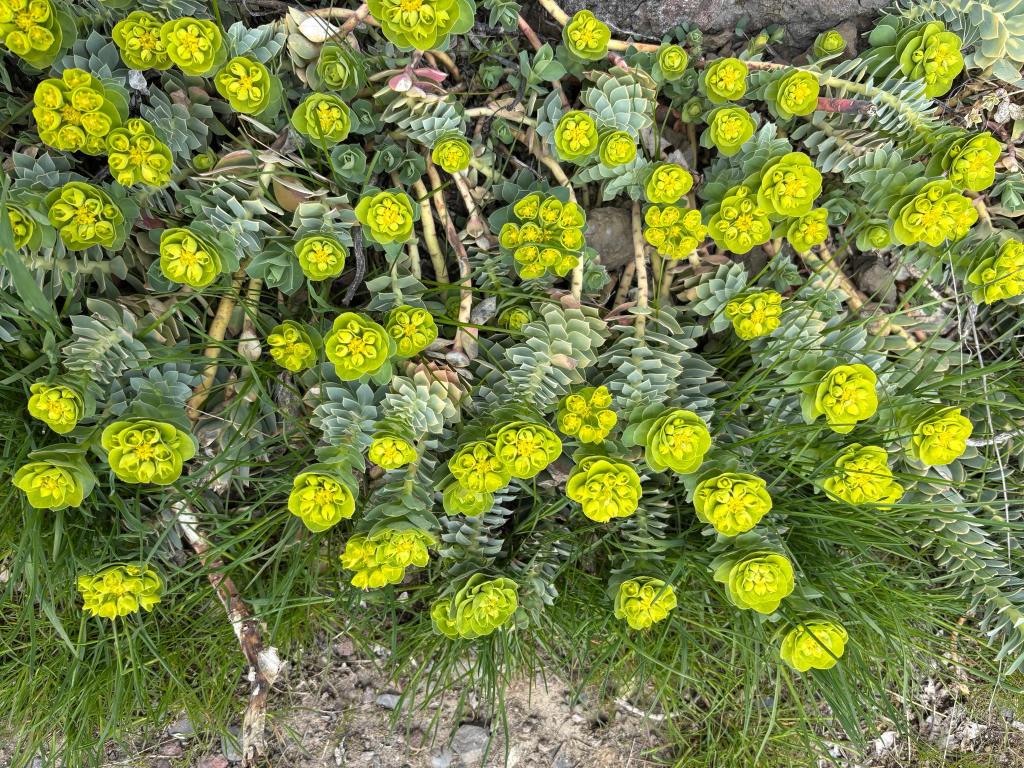 iN PHOTOS: 5 toxic plants to watch out for in Thompson-Okanagan | iNFOnews.ca