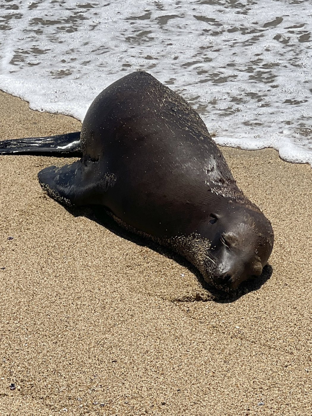 A $20K reward is offered after a sea lion was found with a fatal gunshot wound on a California beach | iNFOnews.ca