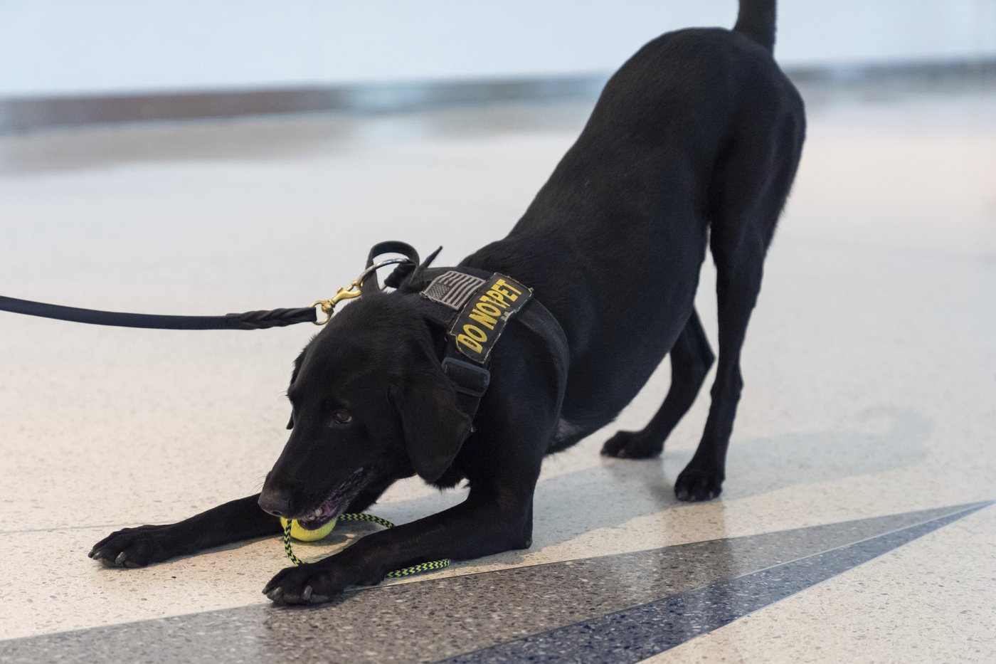 Argo the dog, a TSA calendar star, protects air travelers by sniffing out explosives | iNFOnews.ca